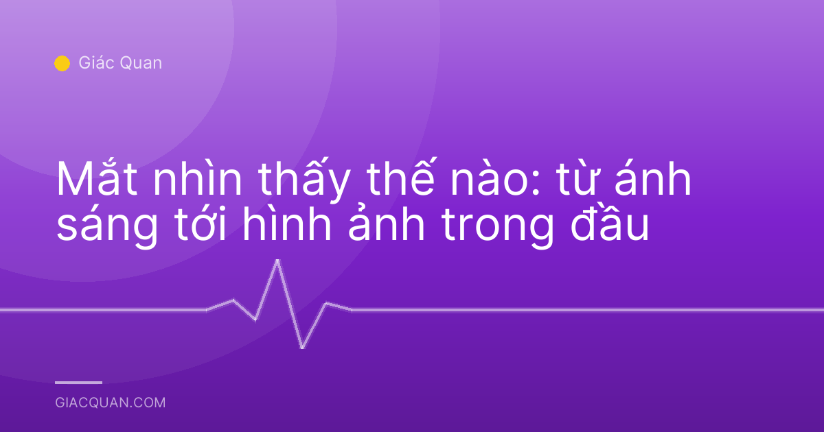 Mắt nhìn thấy thế nào: từ ánh sáng tới hình ảnh trong đầu